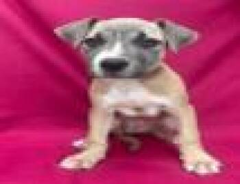 KENDALL -  Bulldog Dog for Adoption in Miami, Florida - KENDALL | PetCurious