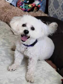 Rescue Maltipoo Dogs for Adoption in Placentia, California - Dexter #453 | PetCurious