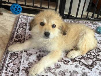 Great Pyrenees Dogs Available for Adoption - Raleigh | PetCurious