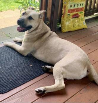 Rescue Mastiff and Boxer Dogs for Adoption in New York, New York - Buddy | PetCurious