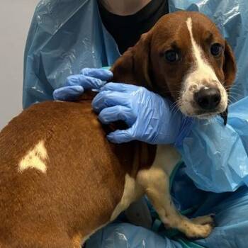 Brownie -  Mixed Breed Dog for Adoption in Canal Winchester, Ohio - Brownie | PetCurious