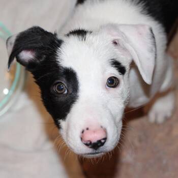 Border Collie and Terrier Dogs Available for Adoption - NY Simon Avail Feb 14 (Tractor Supply Patterson) | PetCurious