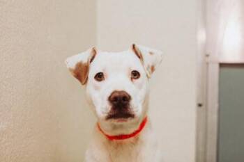 Labrador Retriever and Mixed Breed Dogs Available for Adoption - 90773a Opalite | PetCurious