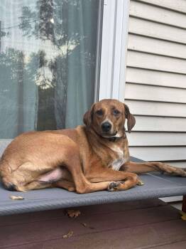 Barbie -  Redbone Coonhound Dog for Adoption in Westwood, New Jersey - Barbie | PetCurious