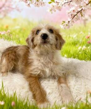 Schnauzer and Poodle Dogs Available for Adoption in Tehachapi, California - Ninja | PetCurious