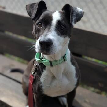Molly -  Mixed Breed Dog for Adoption in West Olive, Michigan - Molly | PetCurious