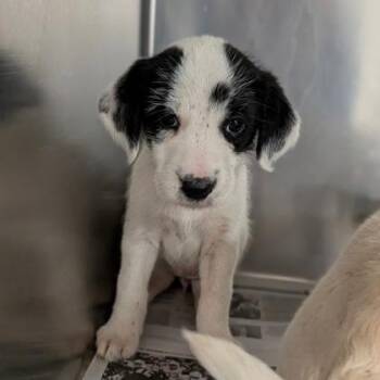 Mixed Breed Dogs Available for Adoption in West Chester, Pennsylvania - Mabel | PetCurious
