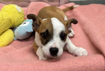 Pit Bull Terrier and Basset Hound Dogs Available for Adoption in Peoria, Illinois - CARTER | PetCurious