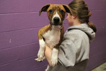 Black Mouth Cur and Mixed Breed Dogs Available for Adoption in Kansas City, Missouri - Doug | PetCurious