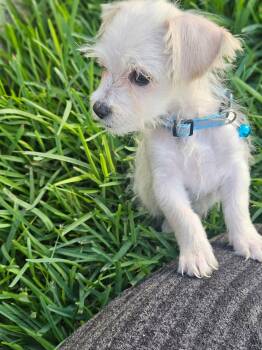 Rescue Terrier Dogs for Adoption - Jacob | PetCurious