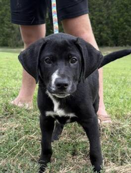 Tuck -  Labrador Retriever and Boxer Dog for Adoption in Watertown, Connecticut - Tuck | PetCurious