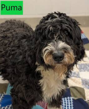 Puma -  Standard Poodle and Bernese Mountain Dog Dog for Adoption in Mount Vernon, Ohio - Puma | PetCurious
