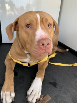 Pit Bull Terrier Dogs Available for Adoption in San Jose, California - BIG CARROT | PetCurious
