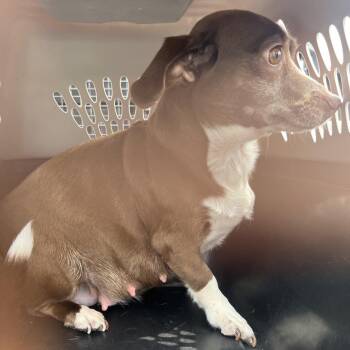 Mixed Breed Dogs Available for Adoption in Lake Jackson, Texas - Dharma | PetCurious