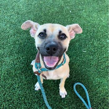Pearl -  Mixed Breed Dog for Adoption in San Francisco, California - Pearl | PetCurious
