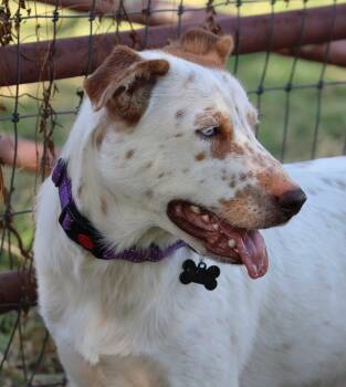 Australian Cattle Dog Blue Heeler Dogs Available for Adoption in Fort Worth, Texas - Radley | PetCurious