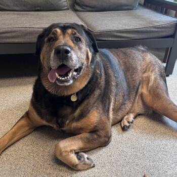Danu -  Mixed Breed Dog for Adoption in Lansing, Michigan - Danu | PetCurious