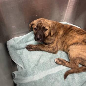 Shepherd and Pit Bull Terrier Dogs Available for Adoption in Birmingham, Alabama - Pipp | PetCurious