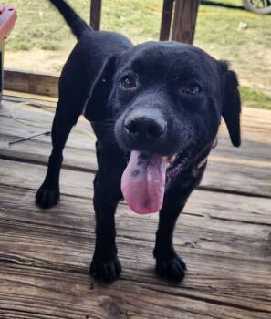 Rescue Labrador Retriever and American Bulldog Dogs for Adoption in Troy, Alabama - Casino | PetCurious