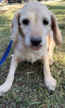Rescue Cocker Spaniel Dogs for Adoption in Louise, Texas - Sea | PetCurious
