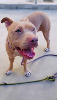 Rescue Pit Bull Terrier Dogs for Adoption in Cool, California - Hazel | PetCurious