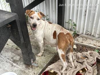A383722 -  Pit Bull Terrier and Mixed Breed Dog for Adoption in Ocala, Florida - A383722 | PetCurious