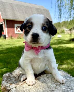Retriever and Australian Shepherd Dogs Available for Adoption in Pittsboro, North Carolina - Izzie | PetCurious