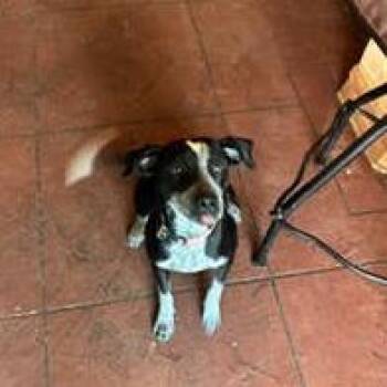 Tava -  Australian Cattle Dog Blue Heeler Dog for Adoption in Colorado Springs, Colorado - Tava | PetCurious