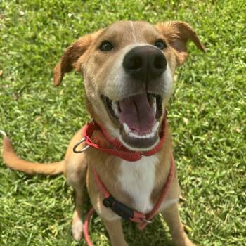 Ivy -  Shepherd Dog for Adoption in Pearland, Texas - Ivy | PetCurious