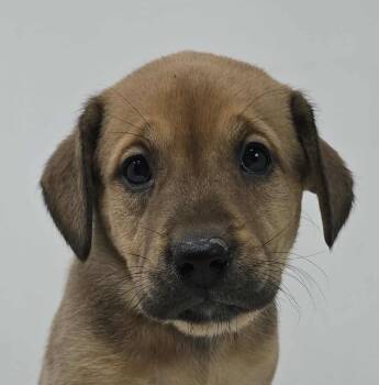 Rescue Beagle and Terrier Dogs for Adoption in Newport, Tennessee - Cherry Blossom | PetCurious