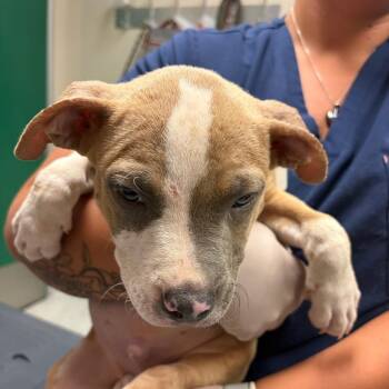 Xavier -  Pit Bull Terrier Dog for Adoption in Reno, Nevada - Xavier | PetCurious