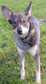 WILEY E. -  German Shepherd Dog Dog for Adoption in Akron, Ohio - WILEY E. | PetCurious