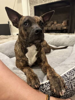 Rescue Pit Bull Terrier Dogs for Adoption in Ocean Township, New Jersey - Sissy - The Three Legged Sweetheart | PetCurious