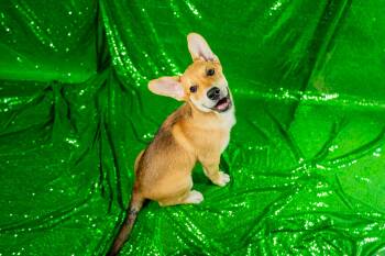 Hound Dogs Available for Adoption in Morgantown, West Virginia - Ham | PetCurious