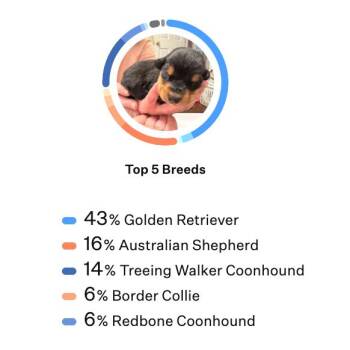 Jade -  Golden Retriever and Australian Shepherd Dog for Adoption in Kansas City, Missouri - Jade | PetCurious