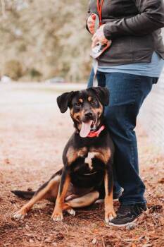 93907A Koda -  Rottweiler and Mixed Breed Dog for Adoption in North Charleston, South Carolina - 93907A Koda | PetCurious