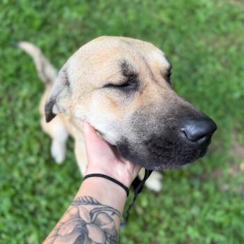 Zena -  Mixed Breed Dog for Adoption in Edwardsville, Illinois - Zena | PetCurious