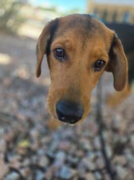 Lady Bird -  Mixed Breed Dog for Adoption in Canon City, Colorado - Lady Bird | PetCurious