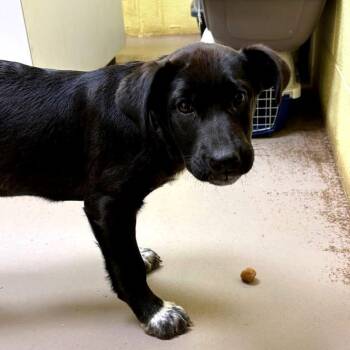 Mixed Breed Dogs Available for Adoption in New York, New York - Penny | PetCurious