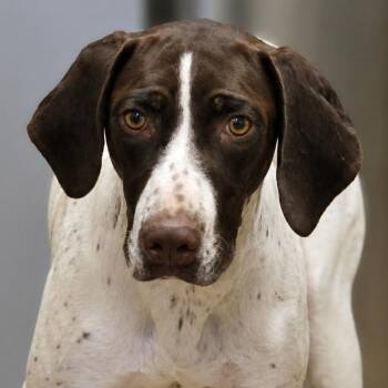 Anastasia -  German Shorthaired Pointer and Mixed Breed Dog for Adoption in Wickenburg, Arizona - Anastasia | PetCurious