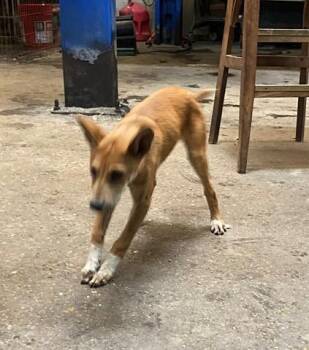 SIRENA -  Labrador Retriever and Mixed Breed Dog for Adoption in Rowlett, Texas - SIRENA | PetCurious