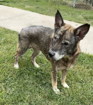 German Shepherd Dog and Mixed Breed Dogs Available for Adoption in Houston, Texas - EMERSTYN | PetCurious