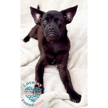 Sesame Litter-Saffron -  French Bulldog and Pug Dog for Adoption in Inglewood, California - Sesame Litter-Saffron | PetCurious