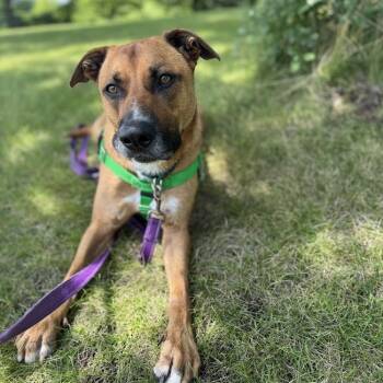 Rescue German Shepherd Dog and Labrador Retriever Dogs for Adoption in South Elgin, Illinois - Carter | PetCurious
