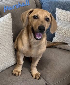 Marshall -  Basset Hound and Labrador Retriever Dog for Adoption in Watertown, Connecticut - Marshall | PetCurious