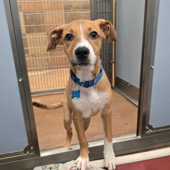 Toby -  Cattle Dog and Mixed Breed Dog for Adoption in Chicago, Illinois - Toby | PetCurious