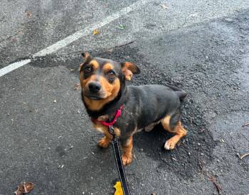 Lukey -  Terrier Dog for Adoption in Cedarburg, Wisconsin - Lukey | PetCurious