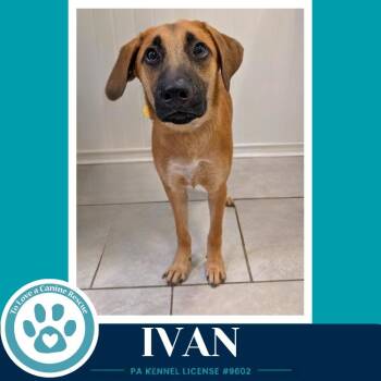 Ivan (I-Team) 071826 -  Shepherd Dog for Adoption in Kimberton, Pennsylvania - Ivan (I-Team) 071826 | PetCurious