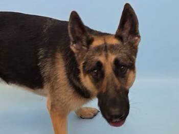 Schultz -  German Shepherd Dog Dog for Adoption in Woodbury, Minnesota - Schultz | PetCurious