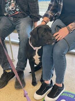 Labrador Retriever and Mixed Breed Dogs Available for Adoption - EMBER | PetCurious